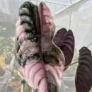 레드시크릿 이미지