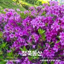 씨유 이천백사중앙점 | 군포 철쭉동산 경기도 봄 나들이 명소 철쭉축제 이후 5월 방문기