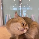 테이블에이 이미지