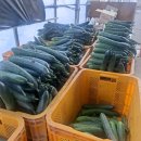 아침농장임실 이미지