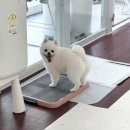 빵이펫살롱 이미지