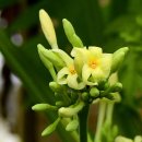 파파야1 이미지