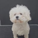 예쁘개해줄개 이미지