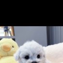 멍벤져스 이미지