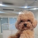 이쁘개왈왈 이미지