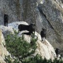 산골염생이 이미지