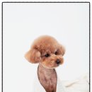 애니멀즈 강아지분양 고양이분양 대전점 | 대전 봉명동 애니멀즈 에서 전해지는 마음이 닿는 분양 이야기