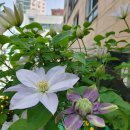 클레마티스 이미지