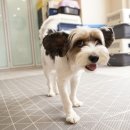 오드리 독 이미지