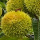 동산농장 이미지