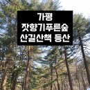 잣나무향기 | 내돈내산 가평 잣향기푸른숲 평일 방문 후기 🌲 서울근교 숲 힐링 산책 가볼만한곳