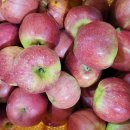 꼬마꼬꼬 이미지