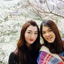 천상의포도농원 | 16.3.20. / 광양 매화축제 : 매화 만개