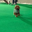 첫단추유치원 | 단추 중성화 &lt;전편&gt;