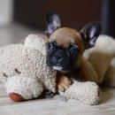 하이롤러 코리아 이미지