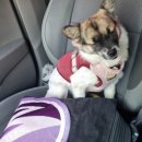 땅콩 애견유치원 이미지