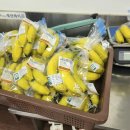 삼신농장 | 생생정보 전남 해남 바나나 체험농장 엣지해남농장 8월 25일 방송