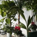 보라꽃화원 이미지