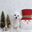 벨몽드펫 이미지