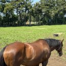 재연목장 이미지