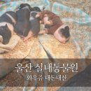세븐일레븐 울산언양그린파크점 | 울산 아이랑 가볼 만한 곳 동물원 와우쥬 내돈내산 후기