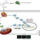 바디프라임 이미지