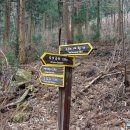 태청산 편백나무숲 트레킹길 이미지