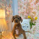 플라이봉 이미지