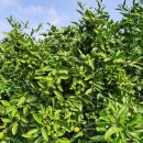 우주농장 이미지