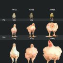 용천치킨 이미지