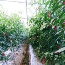 남산농원 이미지