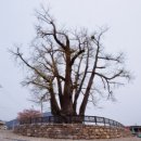 나무가 들려주는 환경이야기 이미지