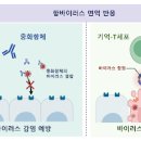 아연효능 아연의 부작용 부족 아연이 많은음식 함유음식 섭취량 과다섭취 이미지