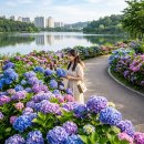 괴산IC(양평) | 수원 광교호수공원 수국 6월 — 도심 속 수국 명소와 산책 코스