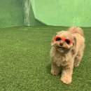 프레셔스독 이미지