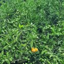 정진수농장 이미지