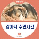 석적동물병원 이미지