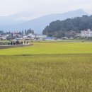 황금들녁 이미지