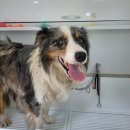 멍뭉워시 이미지