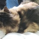 태일동물치과병원 이미지