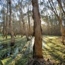 Tree of im 이미지