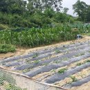 소나타주유소 이미지