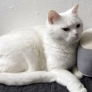 응암초등 이미지