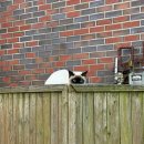 담벼락식당 | 세종 전의면 맛집 미락식당 탕수육, 짬뽕, 짜장 후기