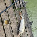 도채낚시터 이미지