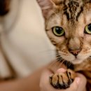 행복펫택시 이미지