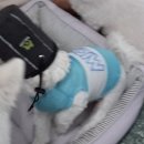 애견훈련소 보담 이미지