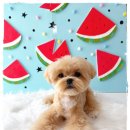 블링블링슈가 이미지