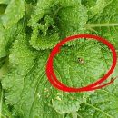 나라바이오 주식회사 이미지