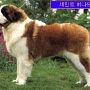 파트라슈 이미지